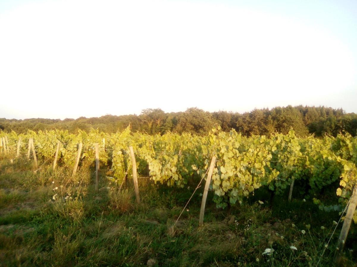 לינה וארוחת בוקר Le Champ-Saint-Pere Mas Des Vignes Piscine Chauffee מראה חיצוני תמונה